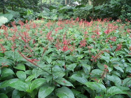 Native Flowering Shrub.